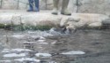 Sea otter feeding time